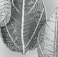 Kovová nástenná dekorácia v ráme Strieborné listy, 50x50 cm% 5