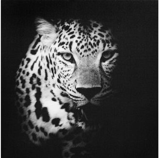 Obraz na plátne Leopard, 50x50 cm%