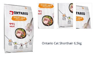Ontario Cat Shorthair 6,5kg 1