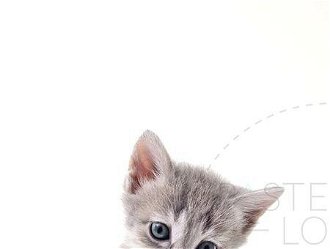 Pastelowe Love Nálepka na stenu - zvieratká - mačiatko Velikost: malá 6