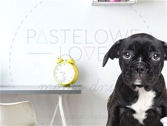 Pastelowe Love Nálepka na stenu - zvieratká - šteniatko Velikost: malá 5