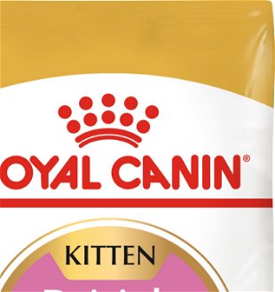 RC cat  KITTEN BRITISH shorthair - 10kg 7
