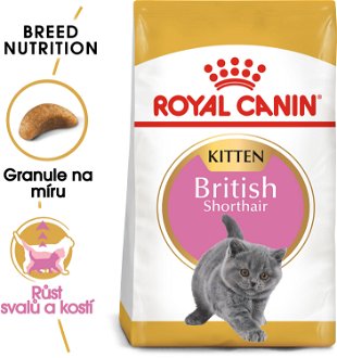 RC cat  KITTEN BRITISH shorthair - 10kg