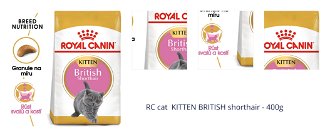 RC cat  KITTEN BRITISH shorthair - 400g 1