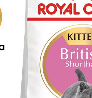 RC cat  KITTEN BRITISH shorthair - 400g 5