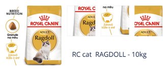 RC cat  RAGDOLL - 10kg 1