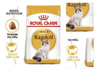 RC cat  RAGDOLL - 10kg 3