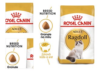 RC cat  RAGDOLL - 10kg 4