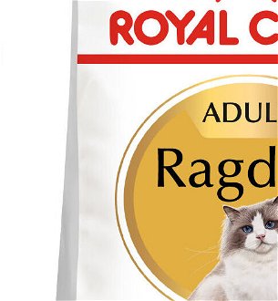 RC cat  RAGDOLL - 10kg 5