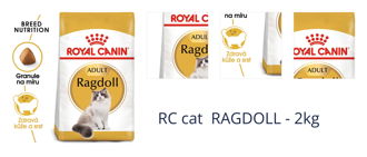 RC cat RAGDOLL - 2kg 1