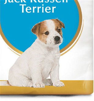 RC JACK RUSSELL JUNIOR - 500g 9