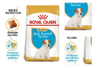 RC JACK RUSSELL JUNIOR - 500g 3