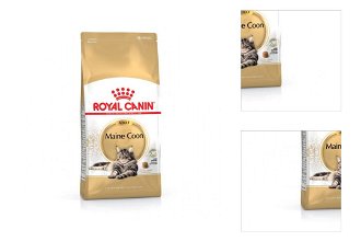Royal Canin Maine coon 10 kg 3