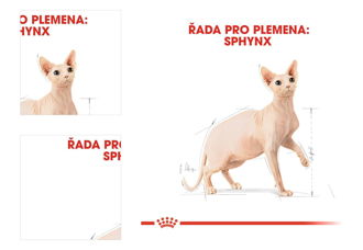 Royal Canin SPHYNX - 10kg 4